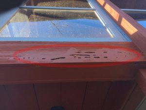 Carpenter bee damage