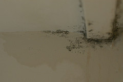 mold on wall and floor