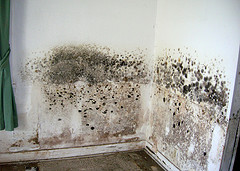 Mold