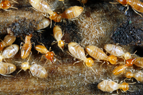 Worker Termites