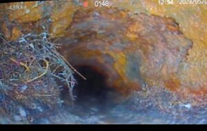 Tree Roots and Cracked Pipe