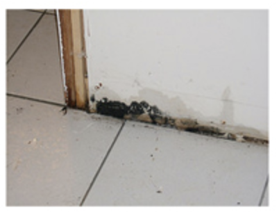 Mold in home
